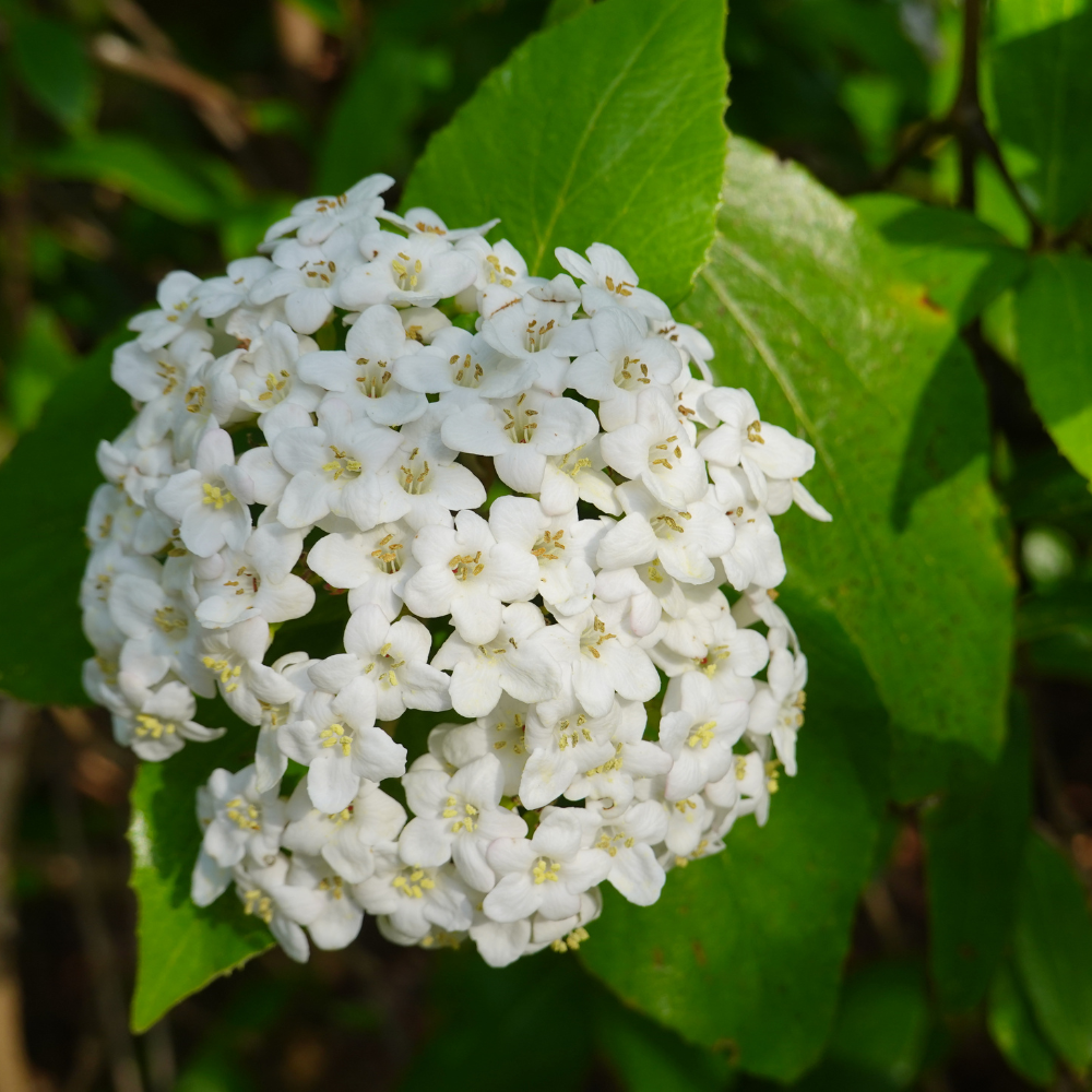 //www.everythinglandscaping.co.uk/cdn/shop/files/xWayfaringTreeHedge1_f3973858-140d-4c0f-b69d-316f7c3ddb04.png?v=1770805989