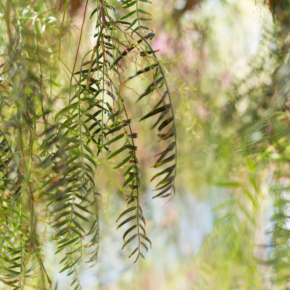 //www.everythinglandscaping.co.uk/cdn/shop/files/xWeepingWillowTree1_00eeefad-64b3-4f81-afe5-97774c3c7348.png?v=1770803808