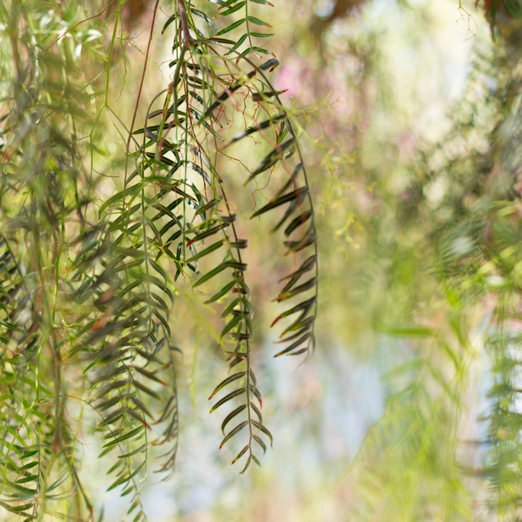 Weeping Willow Ornamental Tree Bare root Girth 6/8 (x50) Multi-deal