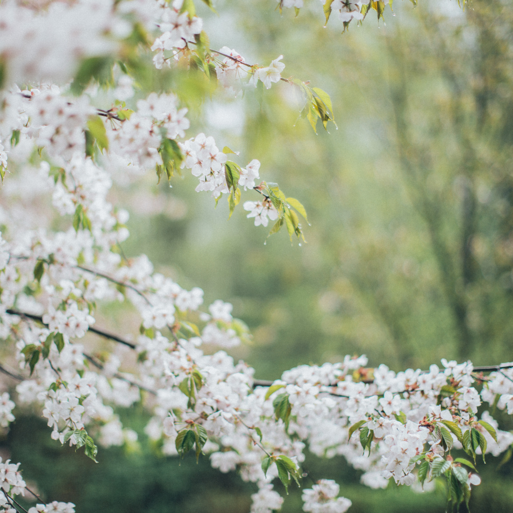 //www.everythinglandscaping.co.uk/cdn/shop/files/xWhiteCloudCherryTree3.png?v=1770804213