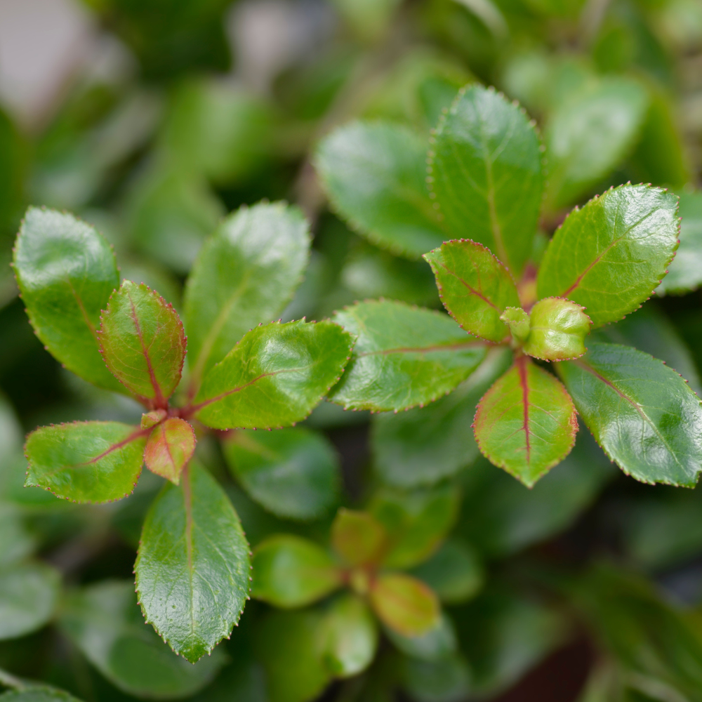 //www.everythinglandscaping.co.uk/cdn/shop/files/xWhiteEscalloniaHedge1_7c2a290e-ad15-4d08-b1b0-aa3c269226ef.png?v=1770806643