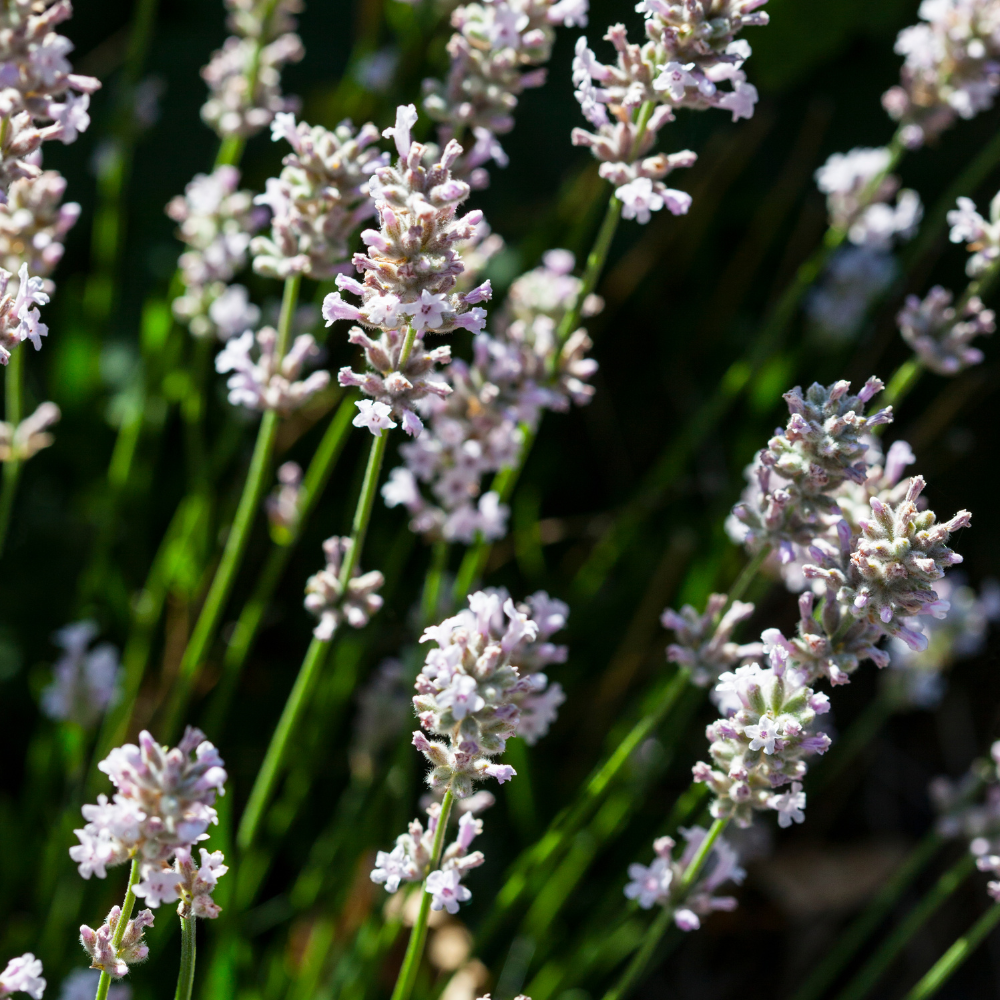 //www.everythinglandscaping.co.uk/cdn/shop/files/xWhiteLavenderHedge1_ba96183c-65c3-40bc-80bb-f8e696c60573.png?v=1770806274