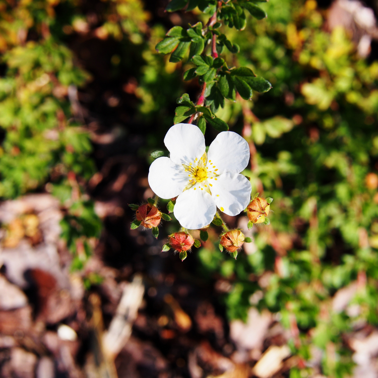 White Potentilla Pot Grown 2L 40/60cm