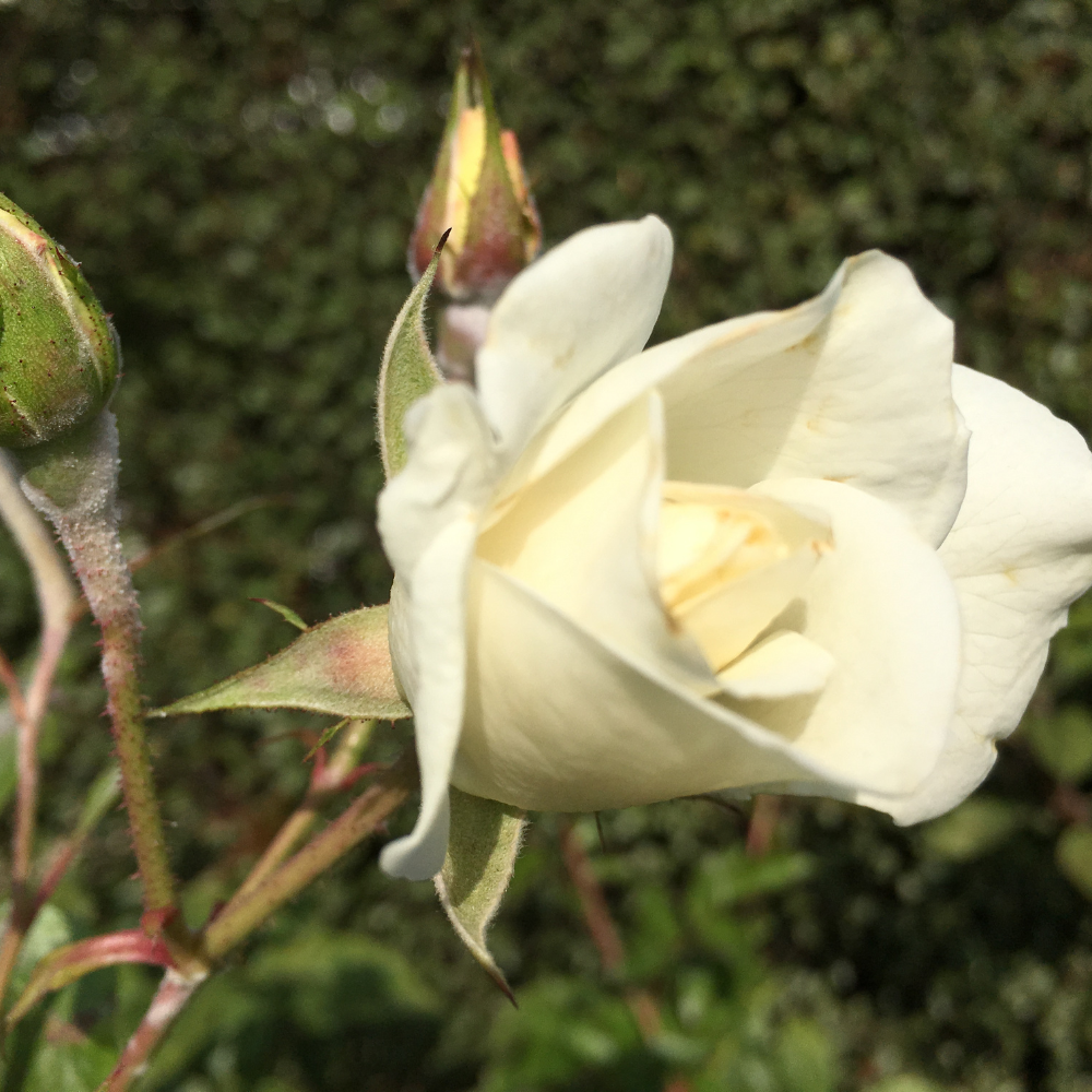 //www.everythinglandscaping.co.uk/cdn/shop/files/xWhiteRamanusRoseHedge1_cc283dc3-cb8d-4351-a4a6-5c39232f7317.png?v=1770806056