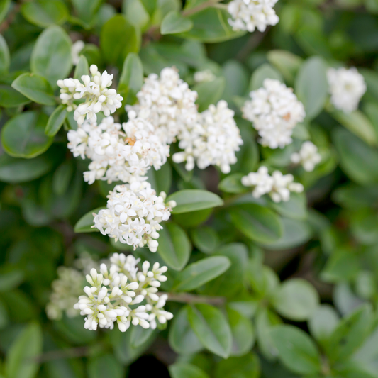 Wild Privet Bare Root 60/80cm (x250) Multi-deal