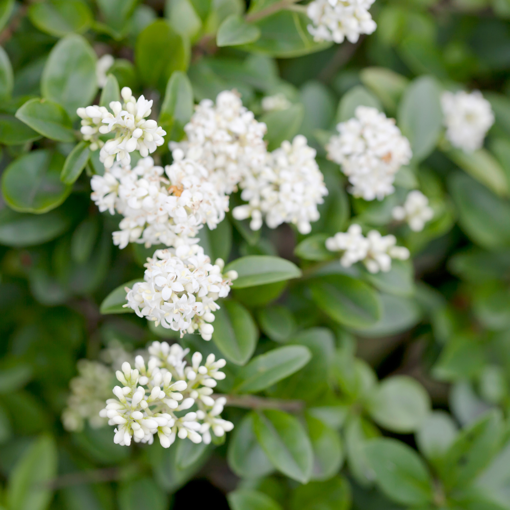 //www.everythinglandscaping.co.uk/cdn/shop/files/xWildPrivetHedge1_d3930a54-bc78-4ff6-bb47-033ec43aae90.png?v=1770803359