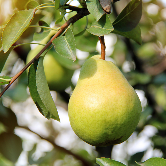 Williams Pear Fruit Tree Pot Grown 25L U Shaped