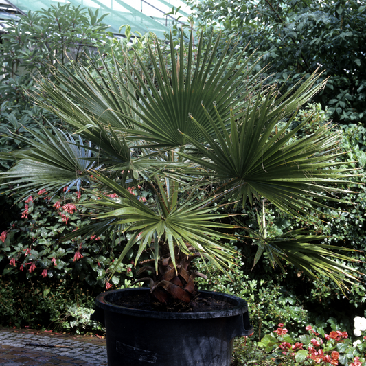Windmill Palm Trees Pot Grown 55L 90 Stem