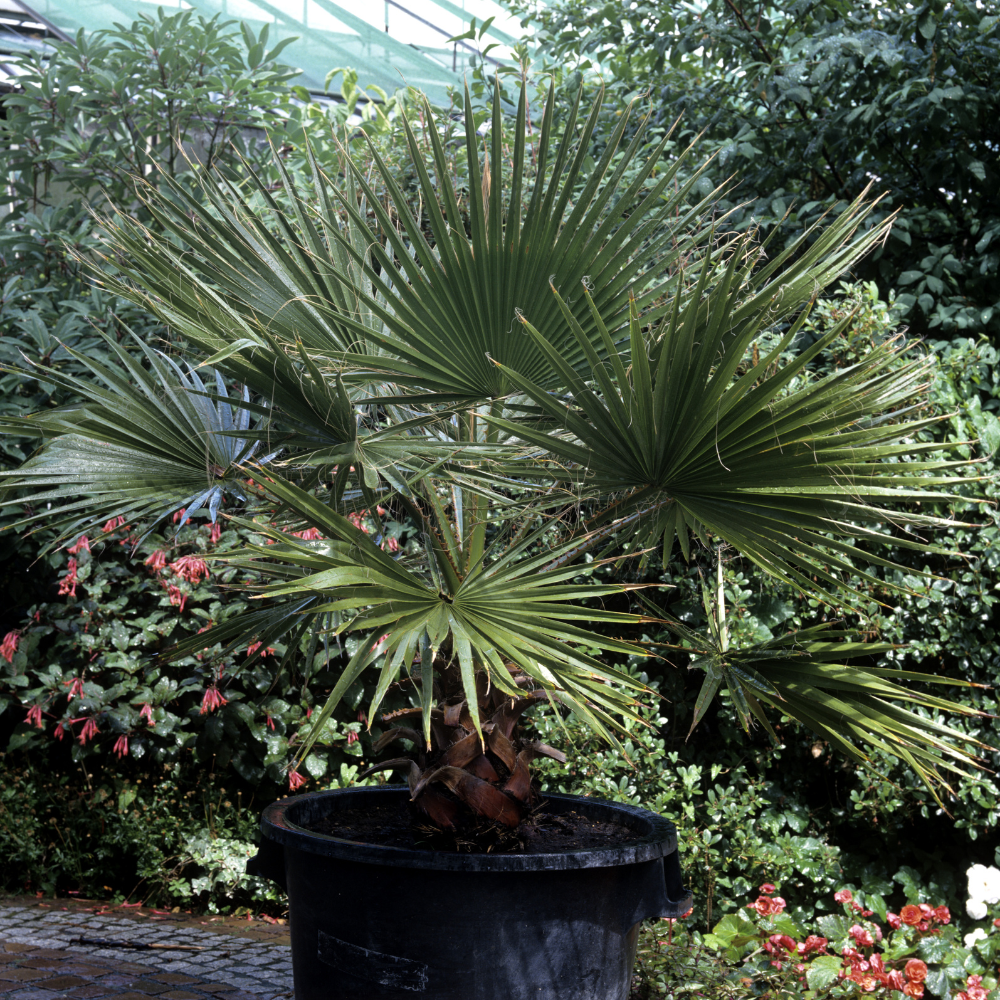 //www.everythinglandscaping.co.uk/cdn/shop/files/xWindmillPalmTree1_d654c049-d9f8-4883-af4b-bdd17bc9eea4.png?v=1770803907