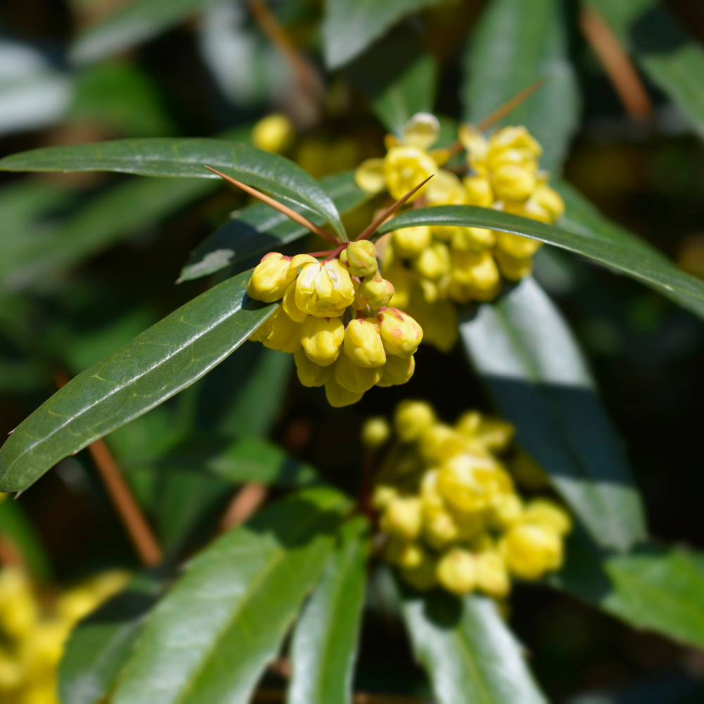 //www.everythinglandscaping.co.uk/cdn/shop/files/xWintergreenBarberryHedge1_df9edfb3-723d-48a2-bcee-0ff4fc1985cb.png?v=1770807121