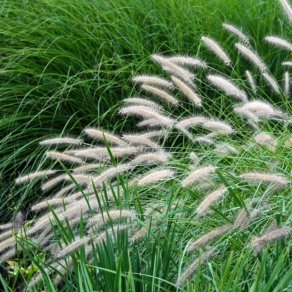 //www.everythinglandscaping.co.uk/cdn/shop/files/xYakuJimaMaidenGrasses1_22220395-68f9-4184-b33c-357250d7b20c.png?v=1770804820