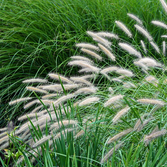 Yaku Jima Maiden Ornamental Grasses Pot Grown 7.5L  (x28) Multi-deal