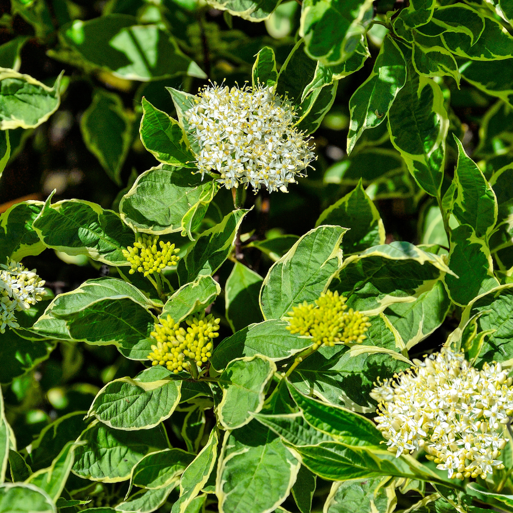 //www.everythinglandscaping.co.uk/cdn/shop/files/xYellowDogwoodHedge1_1c02d397-1d8c-4b71-8999-00d42daecb16.png?v=1770806748