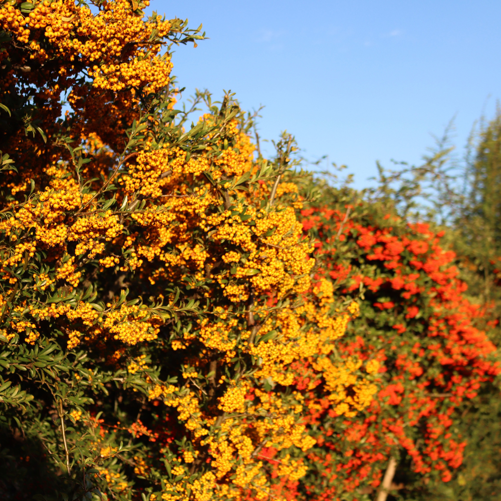 //www.everythinglandscaping.co.uk/cdn/shop/files/xYellowFirethornHedge1_4d8cff47-4c49-44ad-9c04-a9cdf7ff7c7e.png?v=1770806087