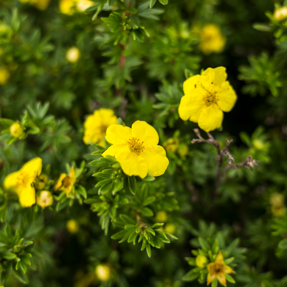 //www.everythinglandscaping.co.uk/cdn/shop/files/xYellowPotentillaHedge1_f6306dc9-f600-4e1c-83b8-491ab72e7485.png?v=1770806145