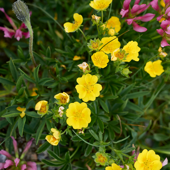 xYellowPotentillaHedge2