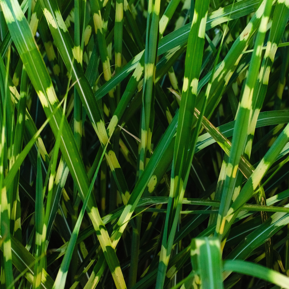 //www.everythinglandscaping.co.uk/cdn/shop/files/xZebraOrnamentalGrasses1_51c7cb2d-15ee-4d9f-bd4a-563bb84cb42b.png?v=1770804798