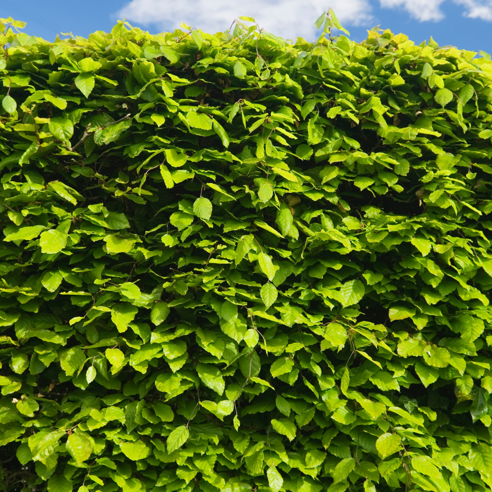 //www.everythinglandscaping.co.uk/cdn/shop/files/xbeechhedging1_6bb54ac1-9fd7-4b48-a40a-2061014975d4.png?v=1770807534
