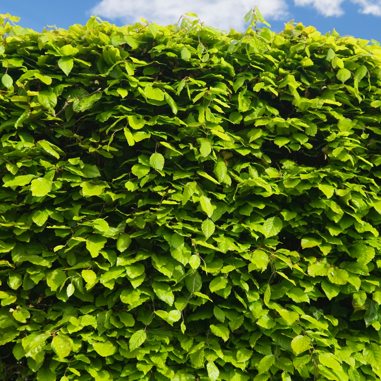 Beech hedging Root ball 100/125cm