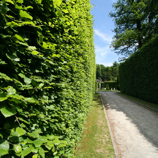 xbeechhedging2