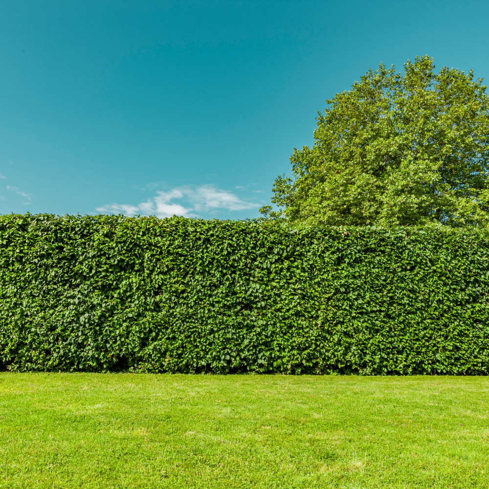 xbeechhedging3