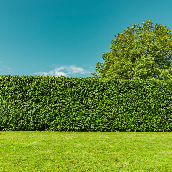 xbeechhedging3