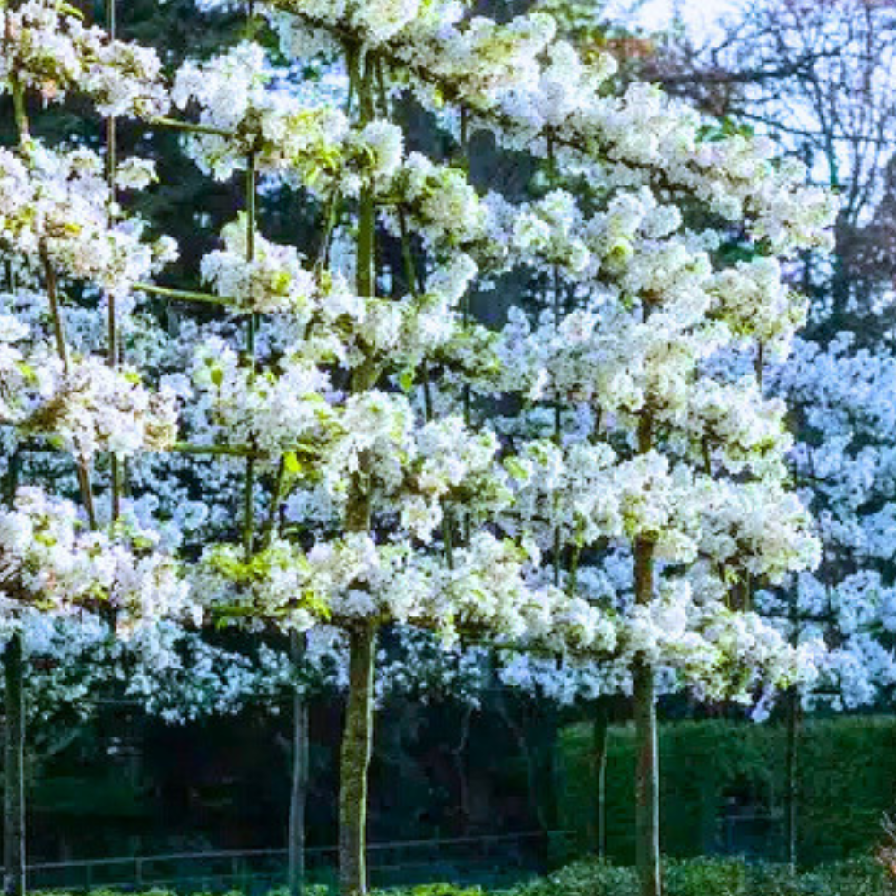 //www.everythinglandscaping.co.uk/cdn/shop/files/xcrab-apple-pleached.png?v=1770804314